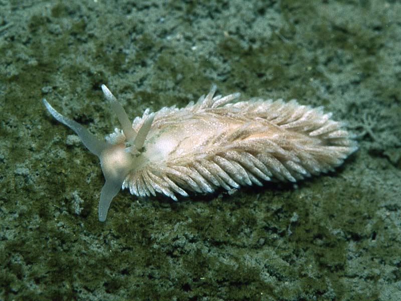 Aeolidiella glauca